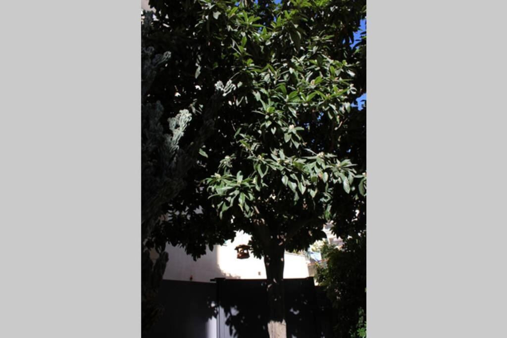 Loquat House Nel Giardino Segreto In Zona Vaticano Rome Exterior photo
